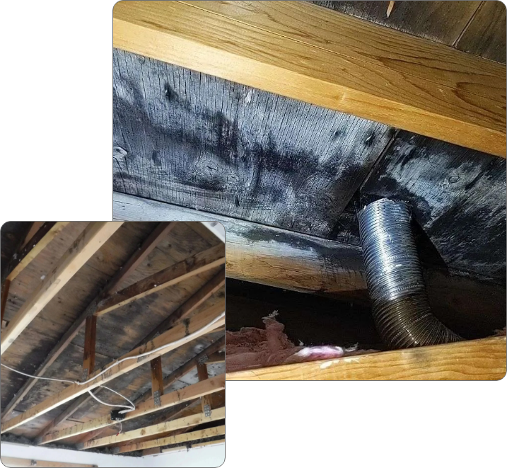 Attic Mold Remediation