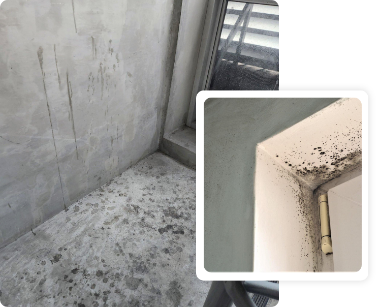 Basement Mold Remediation