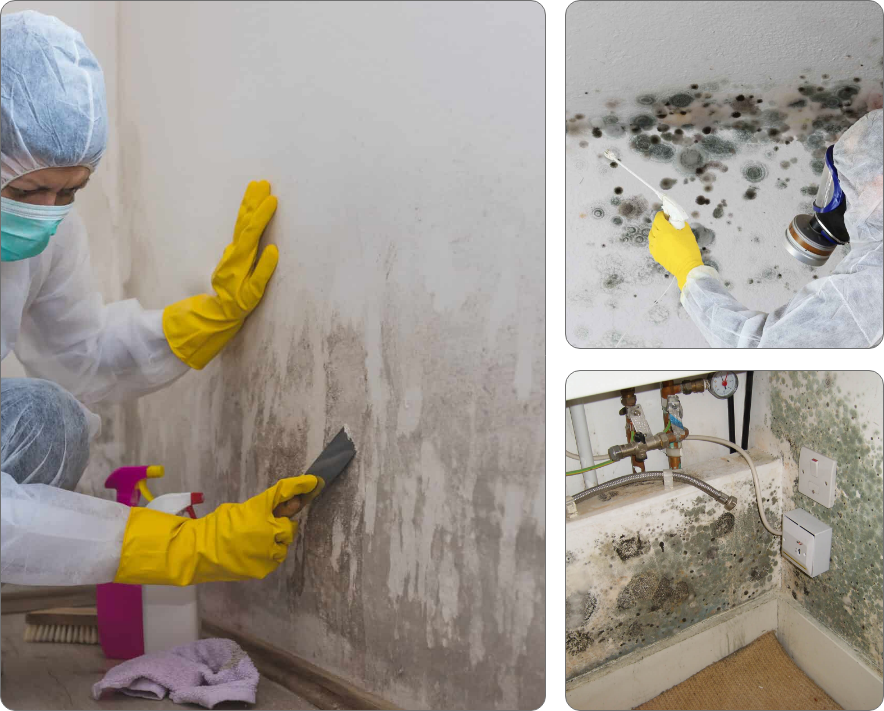 Basement Mold Remediation