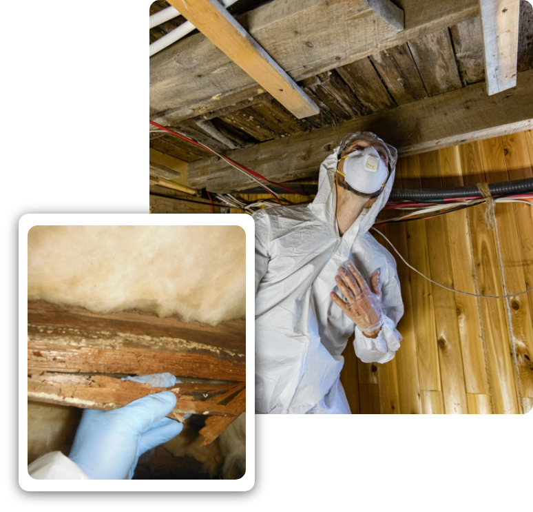 Crawl Space Mold Remediation