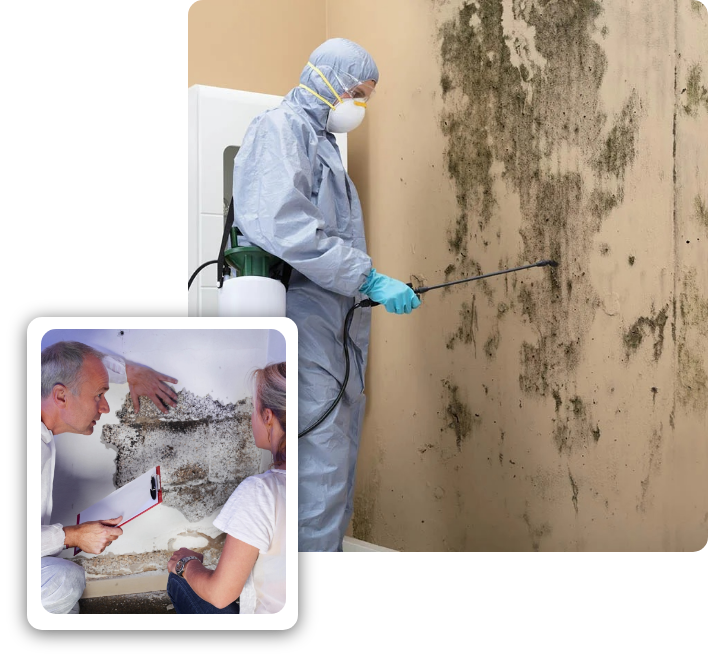 Mold Inspection service