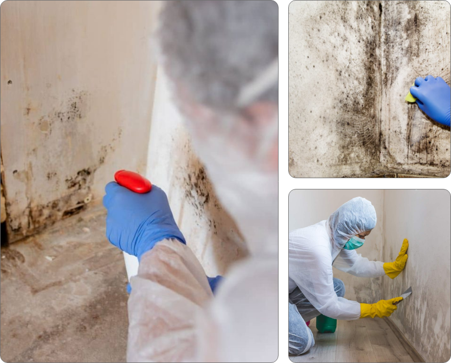 Mold Removal