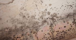 Attic Mold Remediation in NJ